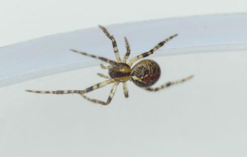 Theridion pictum